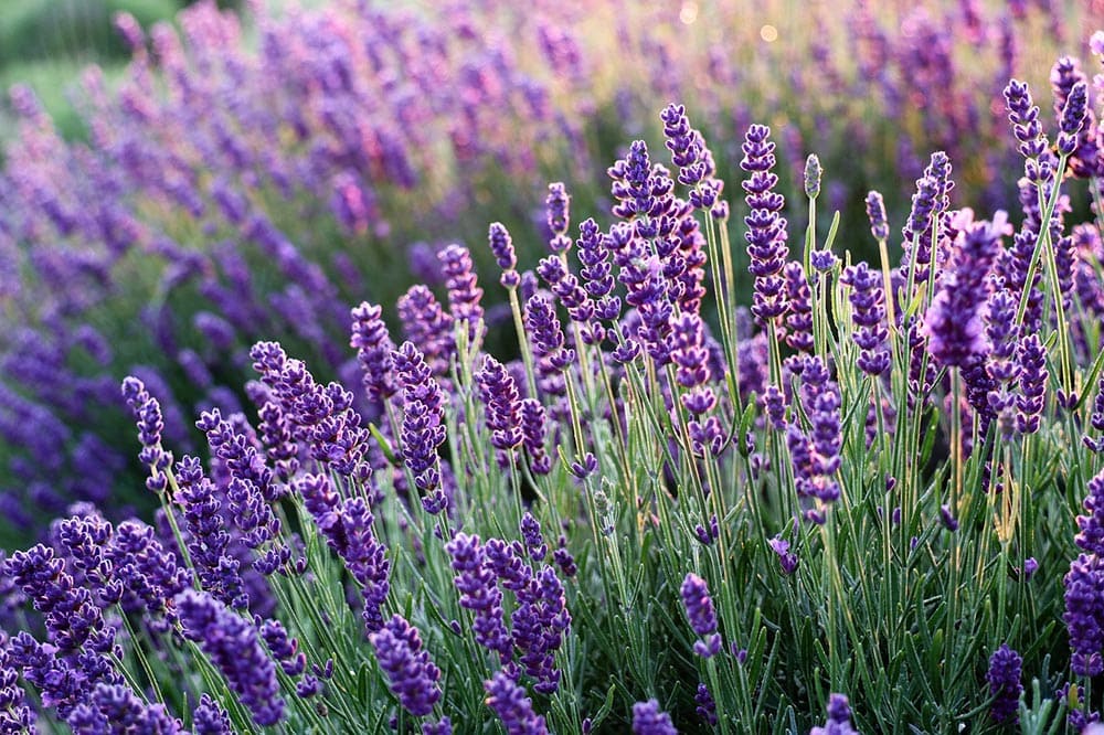 Types of Purple Flowers + Pictures & Descriptions