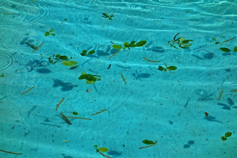 How To Get Leaves Out of Your Pool (6 Simple Steps) | House Grail