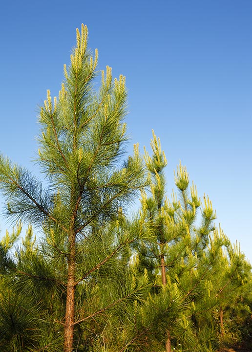 Loblolly Pines_Linda Hughes Photography_Shutterstock