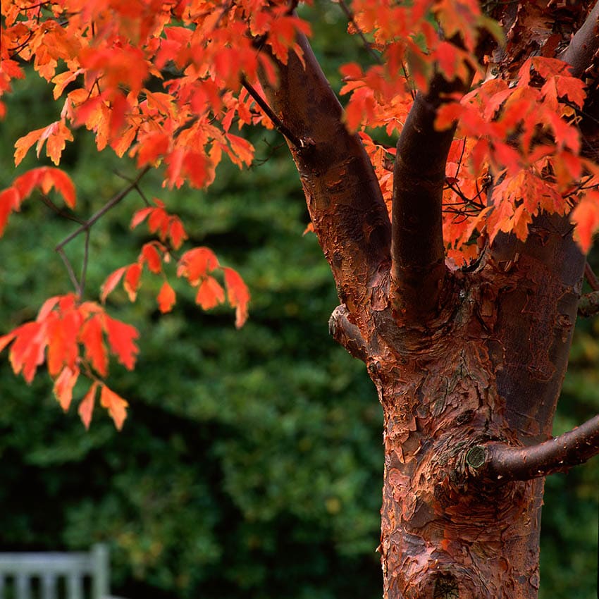 Paperbark Maple in the park