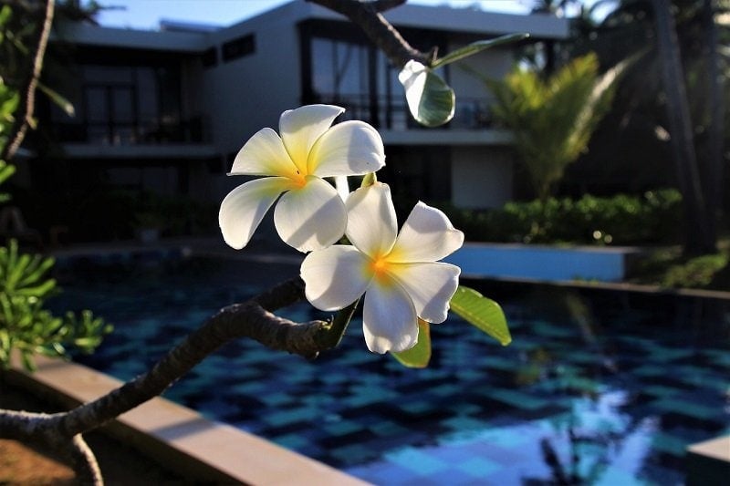 plants in pool