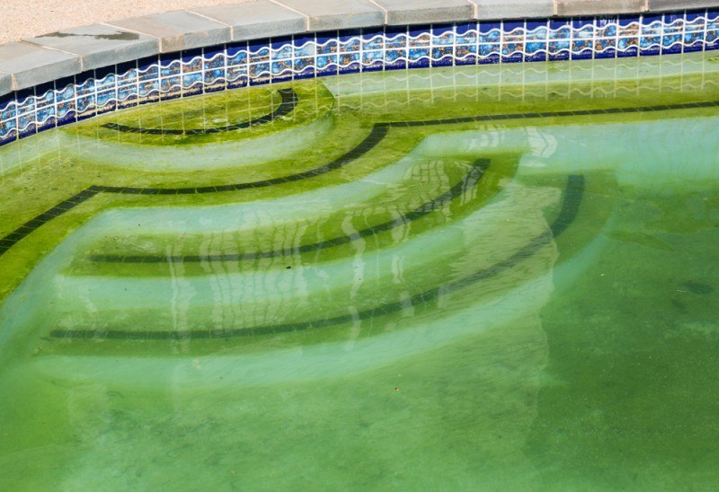 pool full of algae