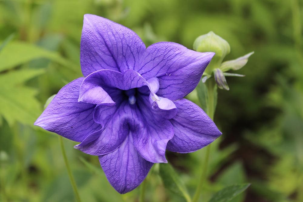 purple Balloon Flower