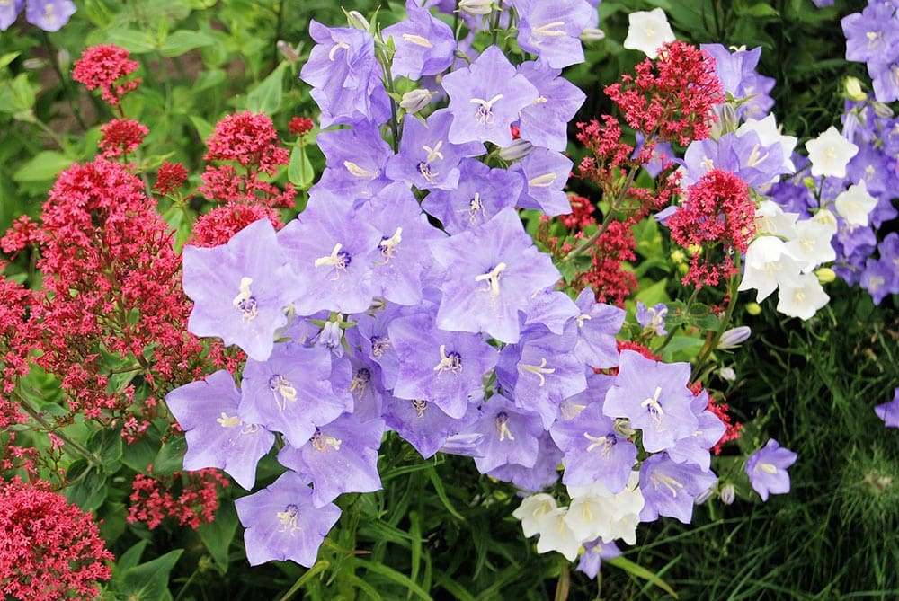 purple Canterbury Bells