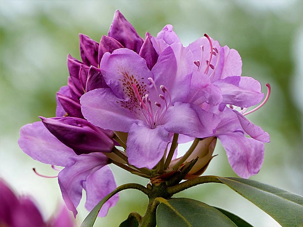 purple Rhododendron