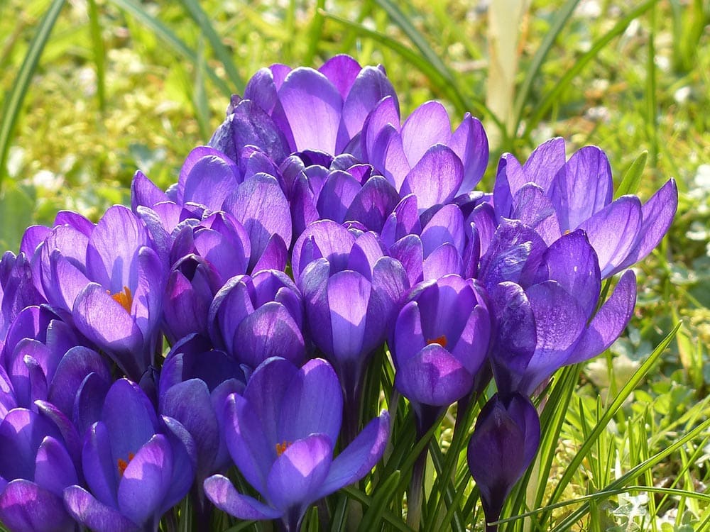 purple crocus in the meadow