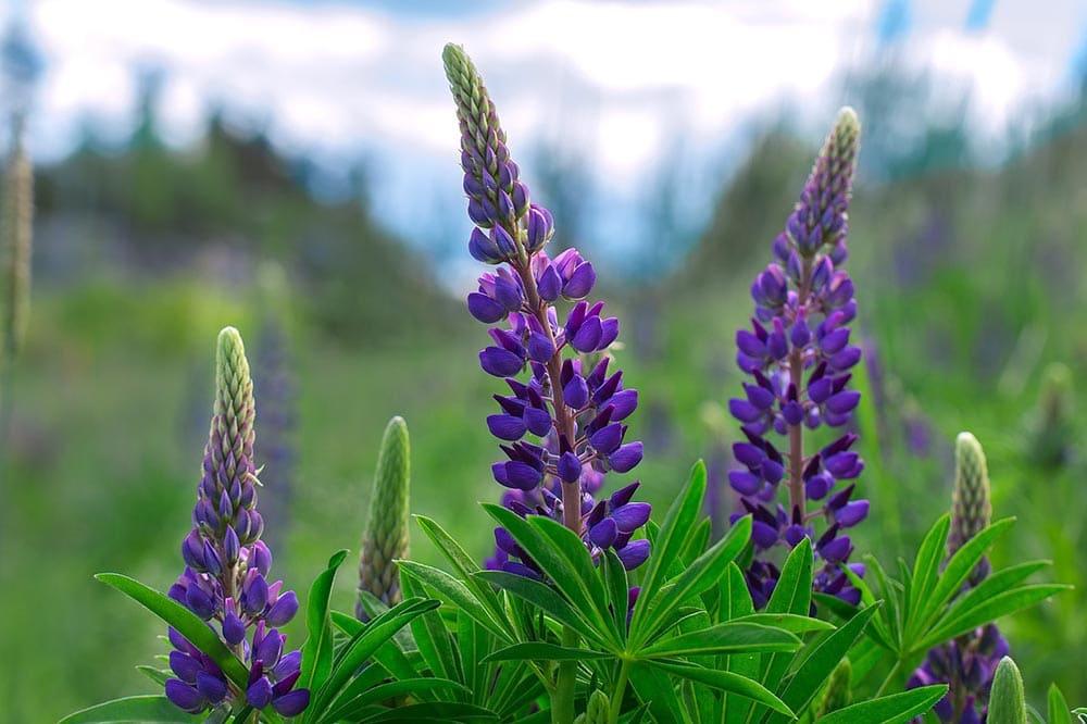 purple lupine