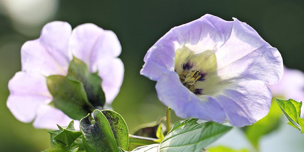 purple nightshade