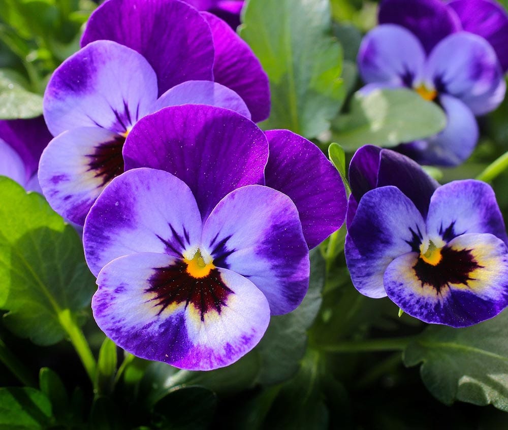 purple pansy