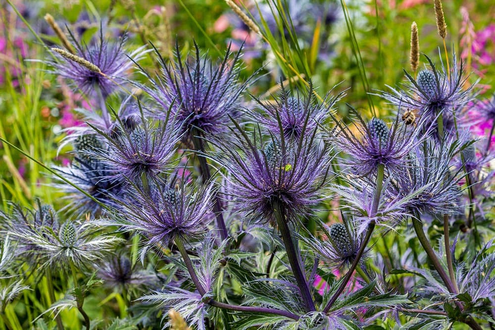 purple sea thistle