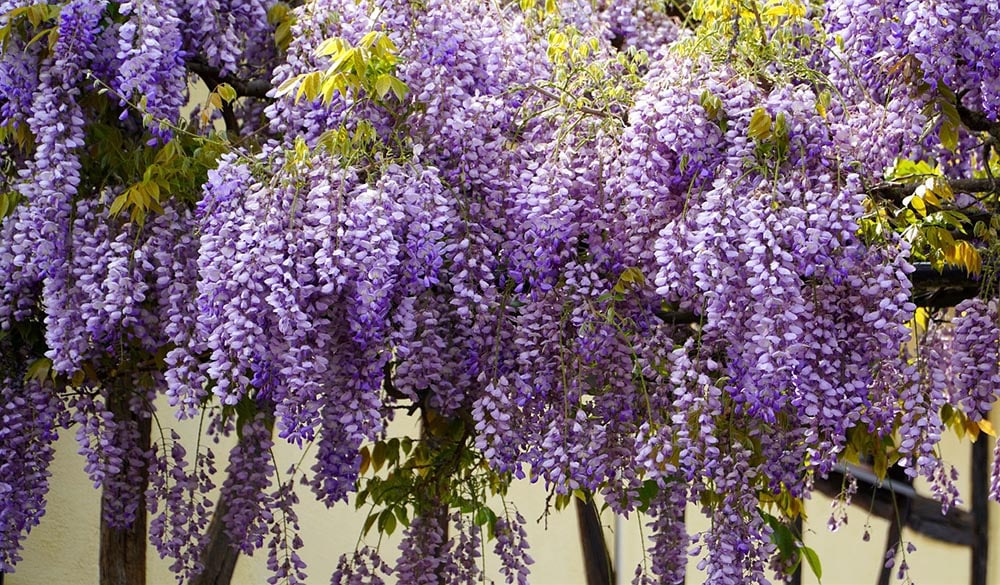 purple wisteria