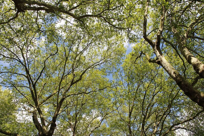 Silver Maple during spring