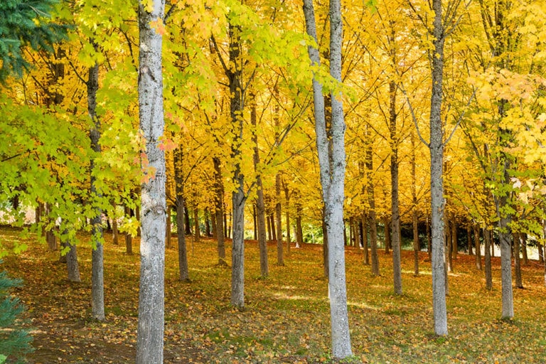 12 Types of Trees in Pennsylvania (with Pictures) House Grail