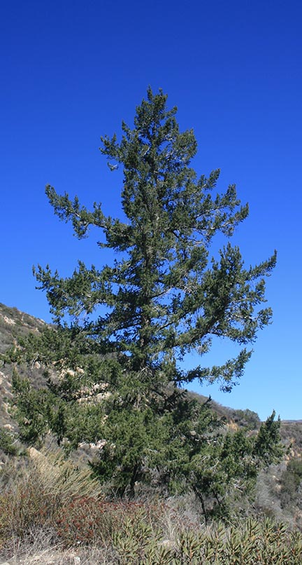 Tall Coulter pine