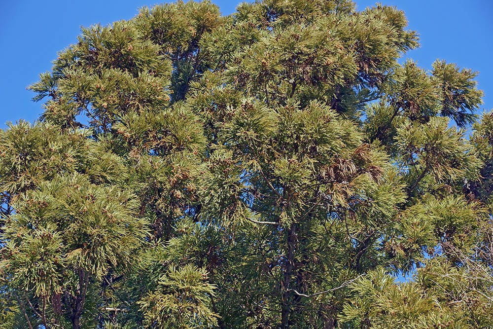 different types of cedar trees