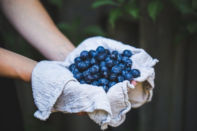 Blueberries pexels