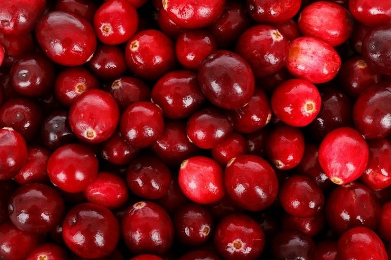 9 Types of Cranberries (With Pictures) House Grail