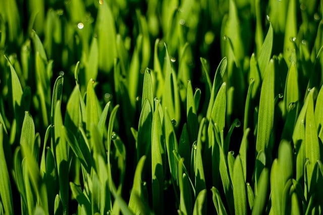 wheatgrass