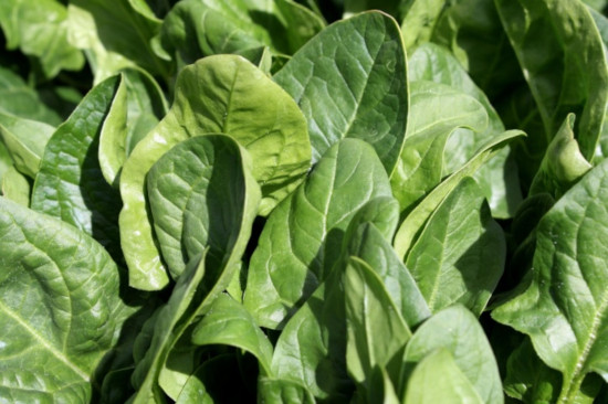 spinach