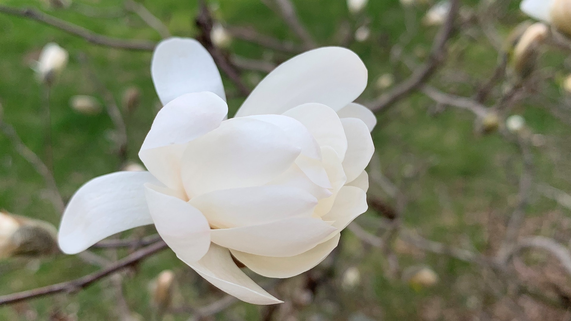 Anise Magnolia