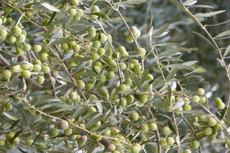 15 Different Types Of Olive Trees With Pictures House Grail 15 Different Types Of Olive Trees With Pictures House Grail