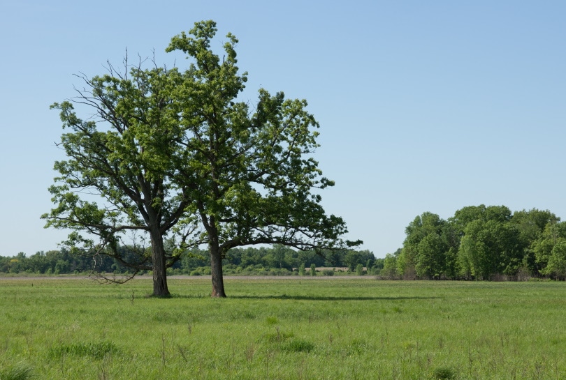 Bur oak tree