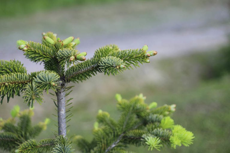 14 Different Types of Fir Trees (With Pictures) | House Grail