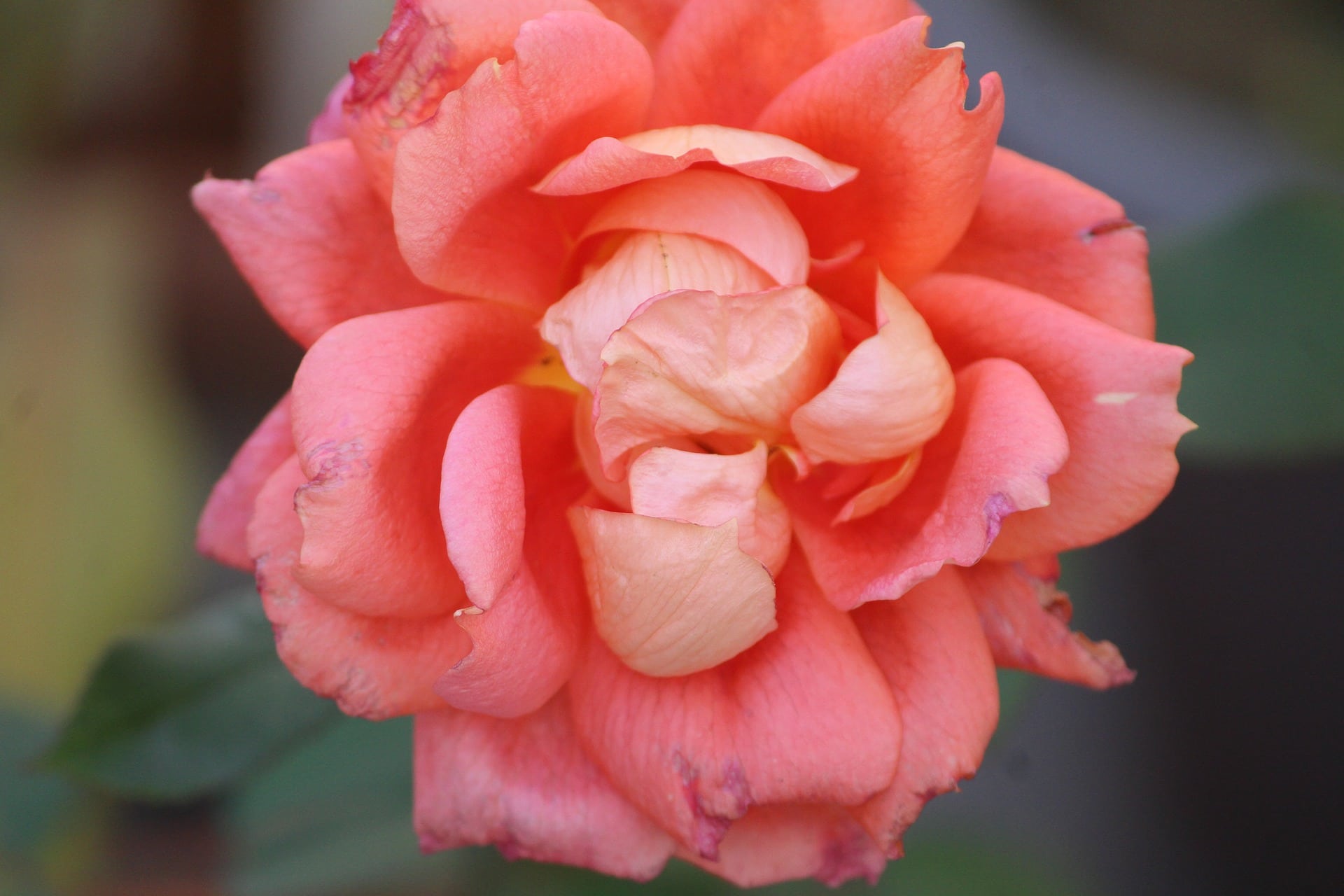 Centifolia Roses