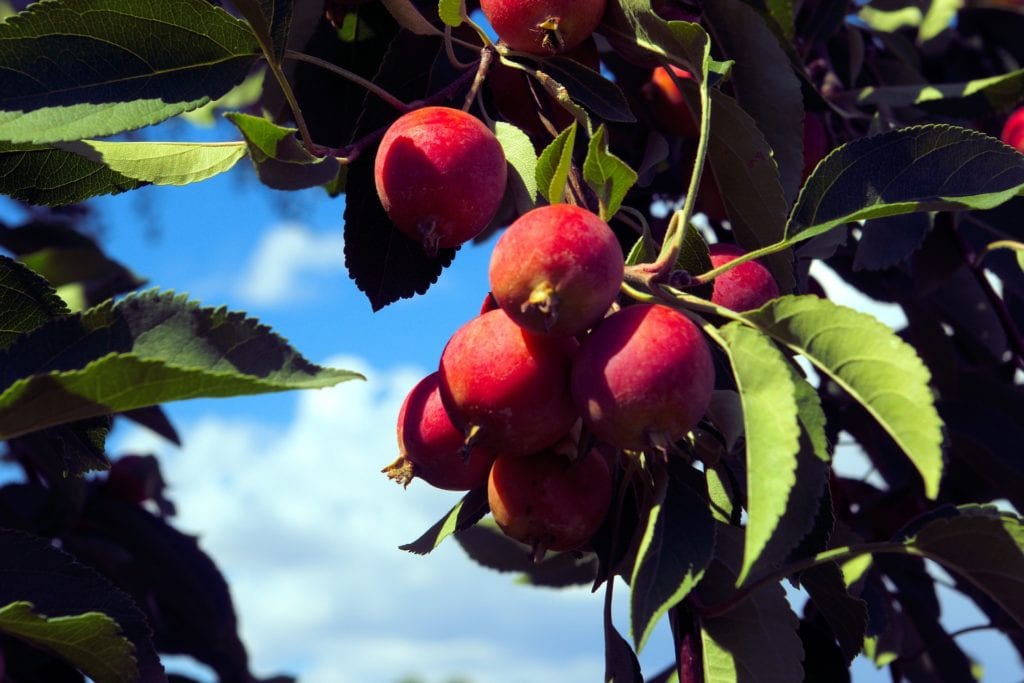 Crabapple Tree