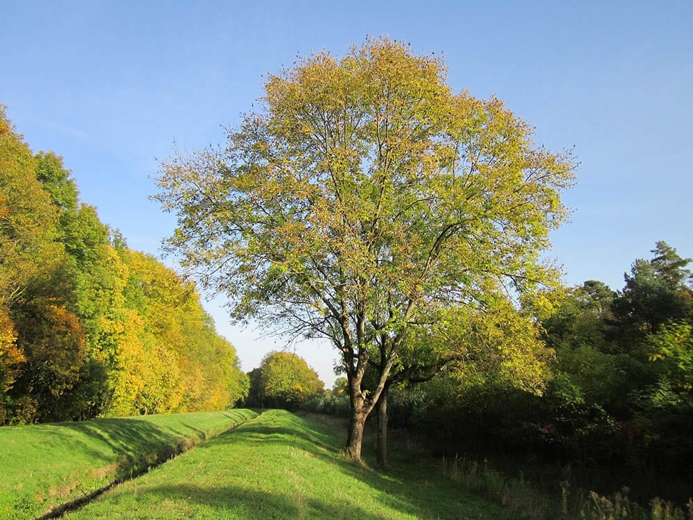 European Ash
