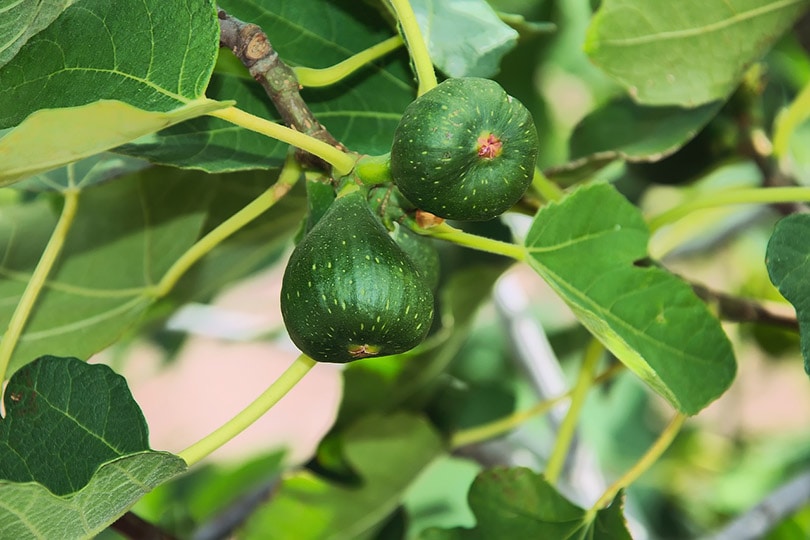 Fig Tree