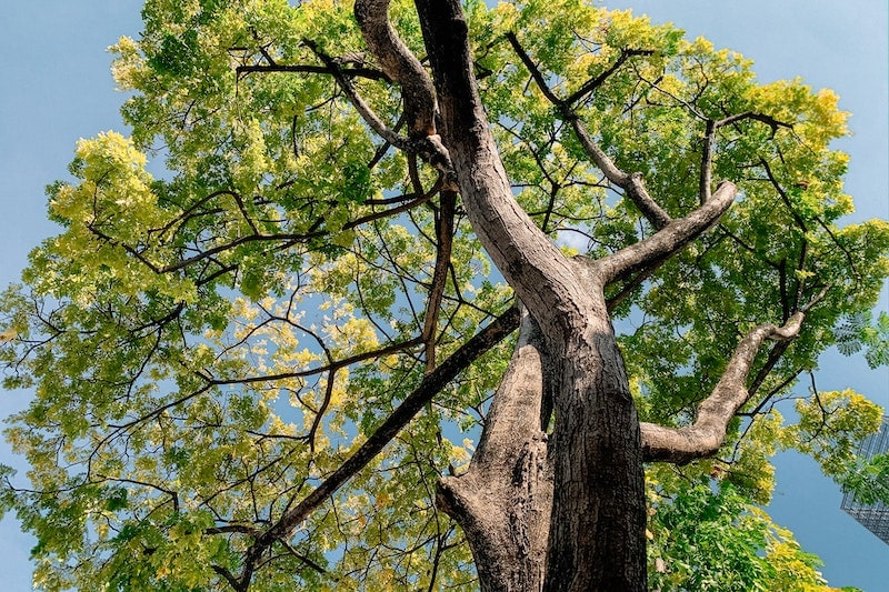 Giant Dagwood tree