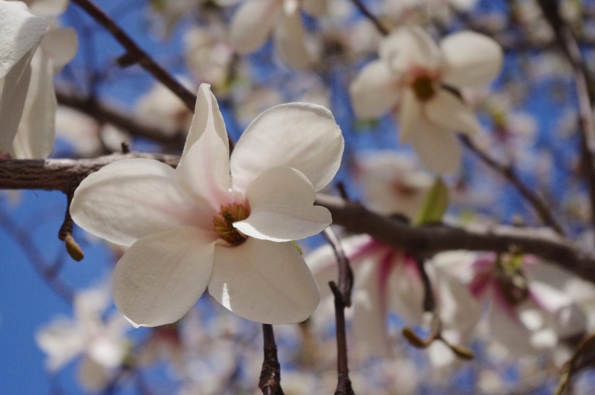 Kobus Magnolia
