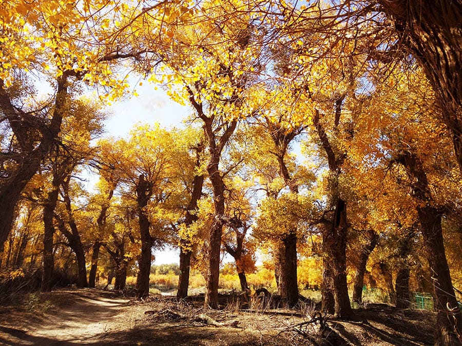 15-types-of-poplar-trees-with-pictures-house-grail