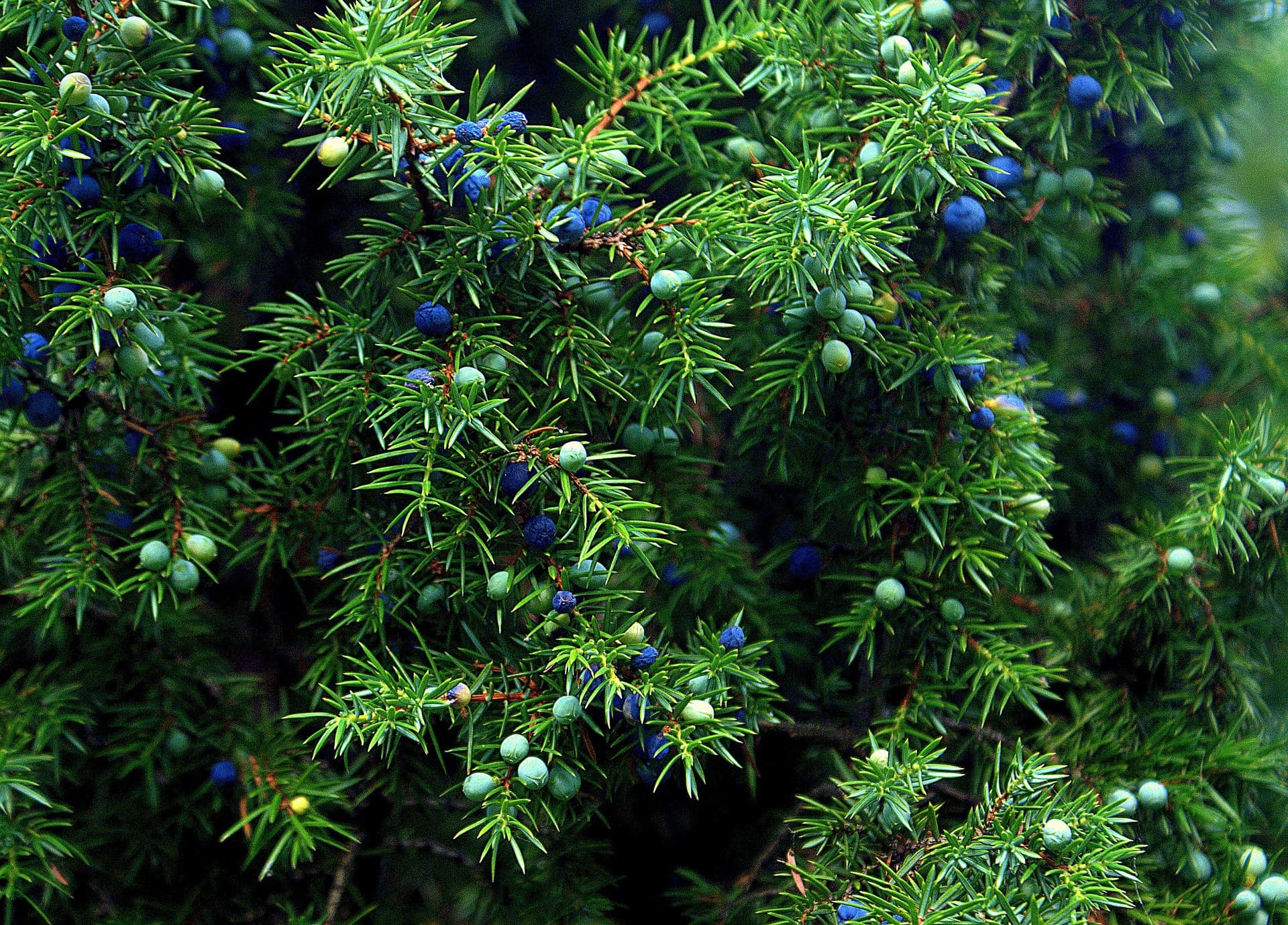 10 Various Species of Juniper Trees (With Pictures) | House Grail