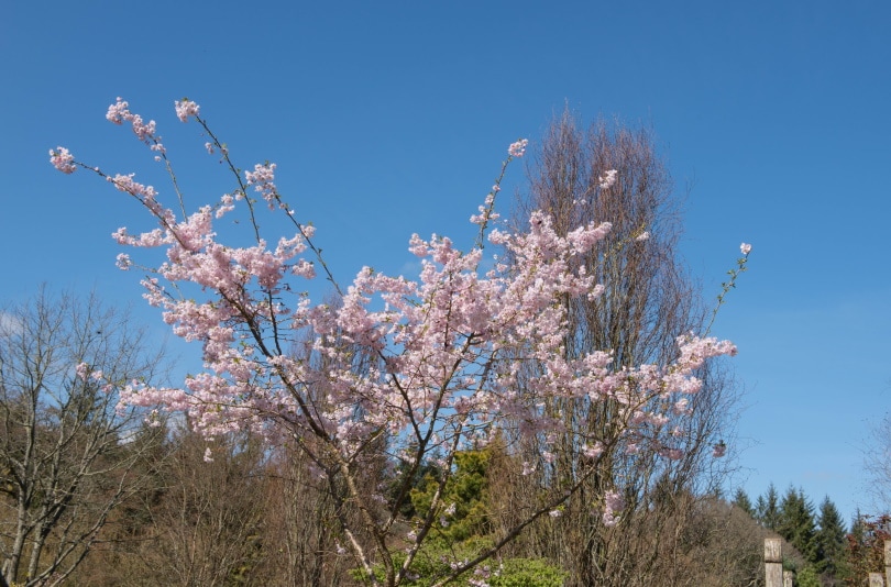Prunus X subhirtella