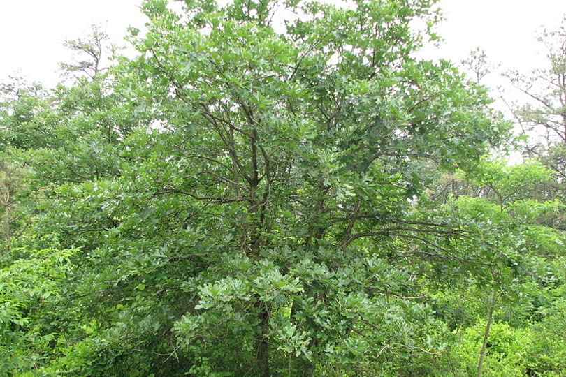 Quercus stellata tree