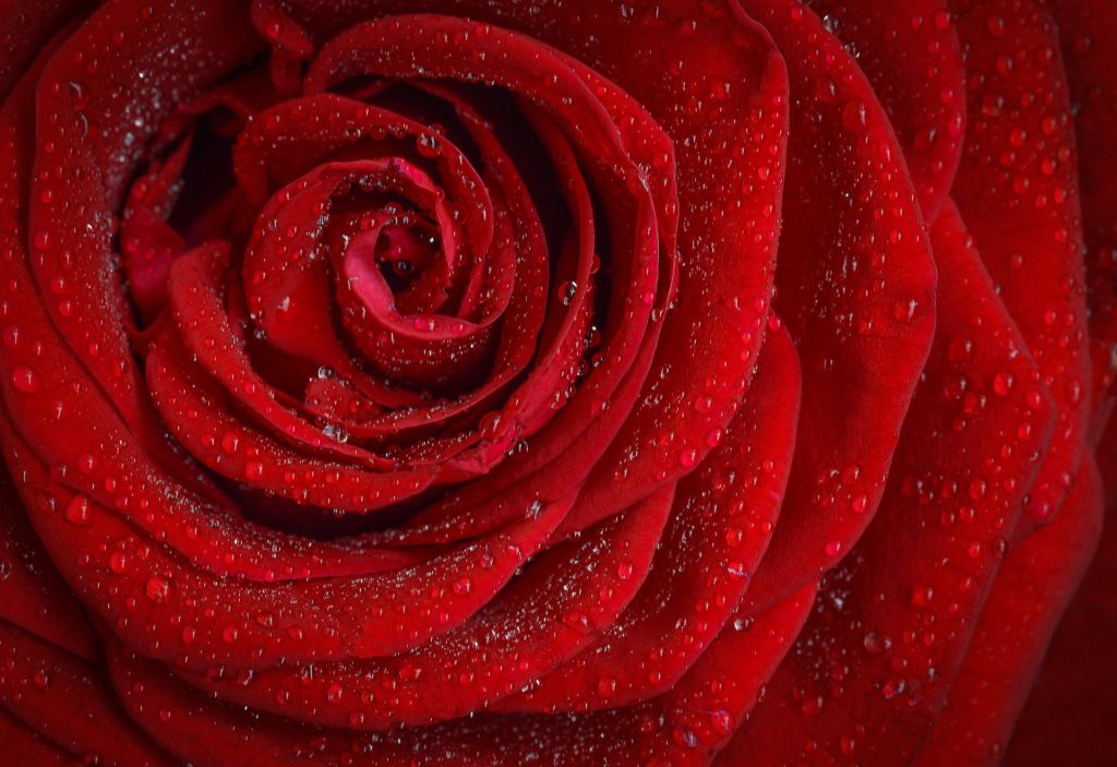 Roses closeup