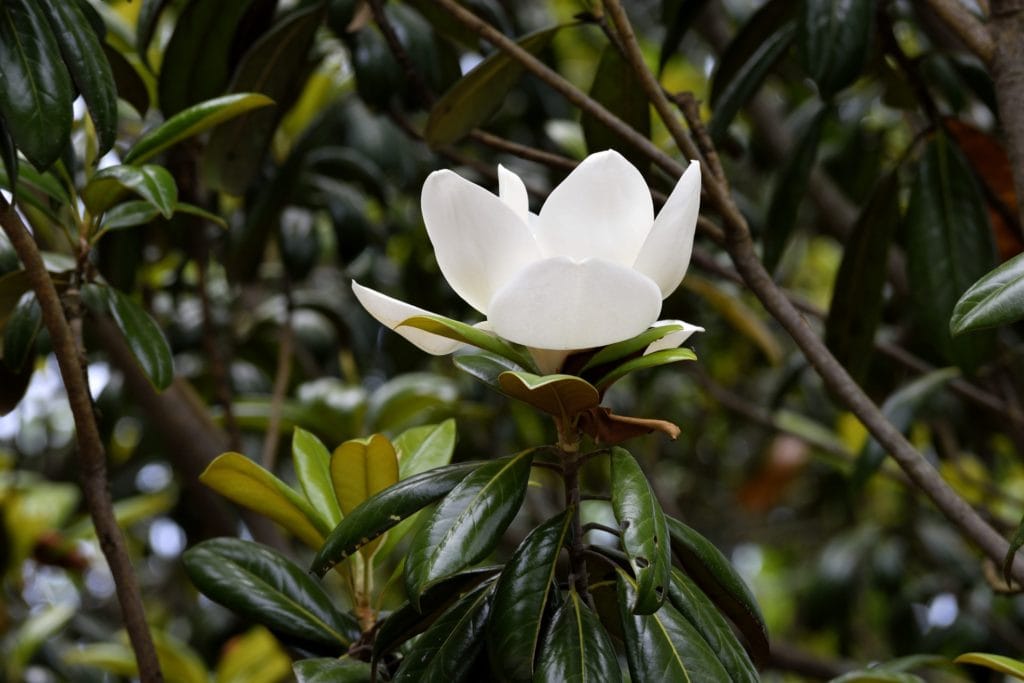 Southern Magnolia