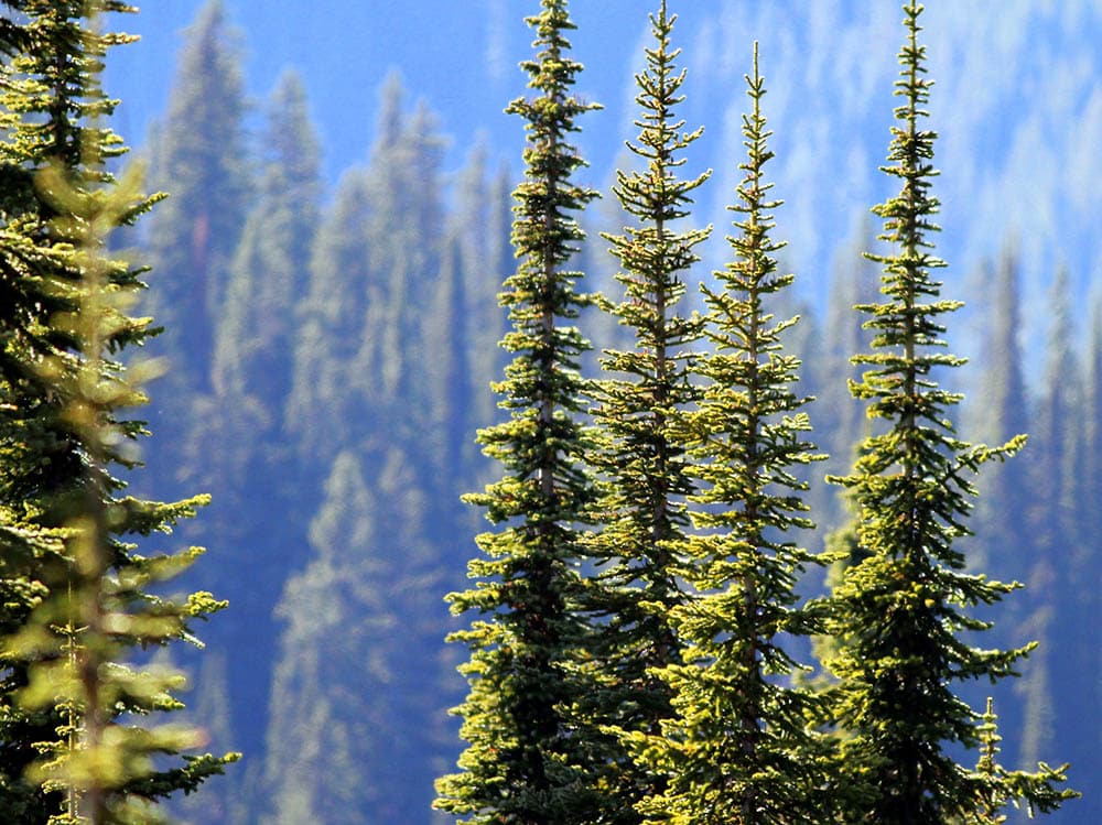 19-types-of-pine-trees-in-california-with-pictures-house-grail