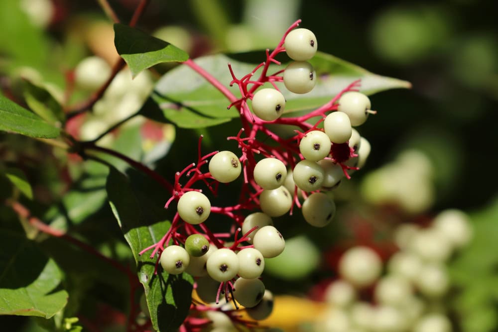 Wild Gray Dogwood Berries (Cornus racemosa)