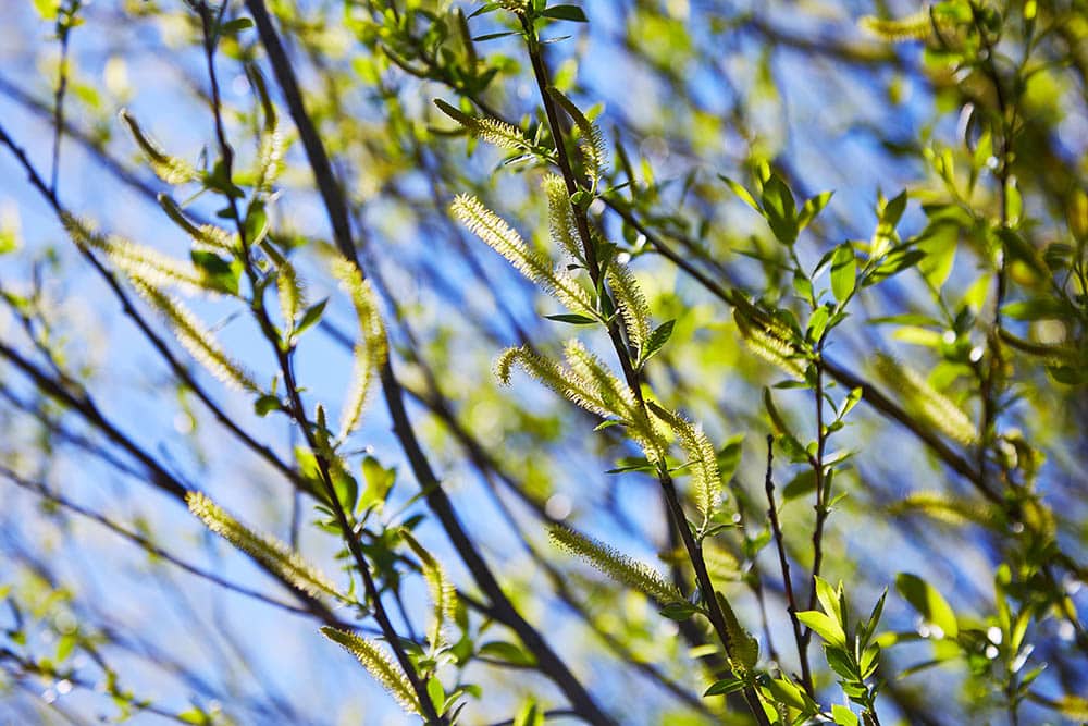 Almond willow
