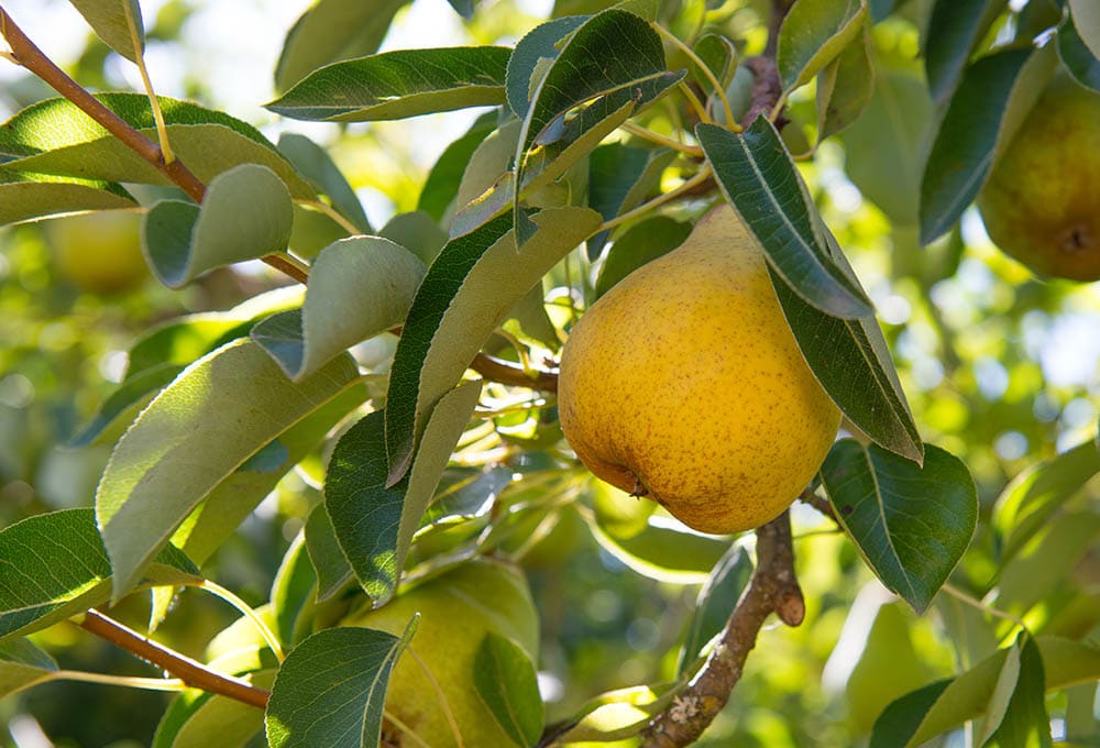 7 Best Fruit Trees To Grow In Texas (With Pictures) | House Grail