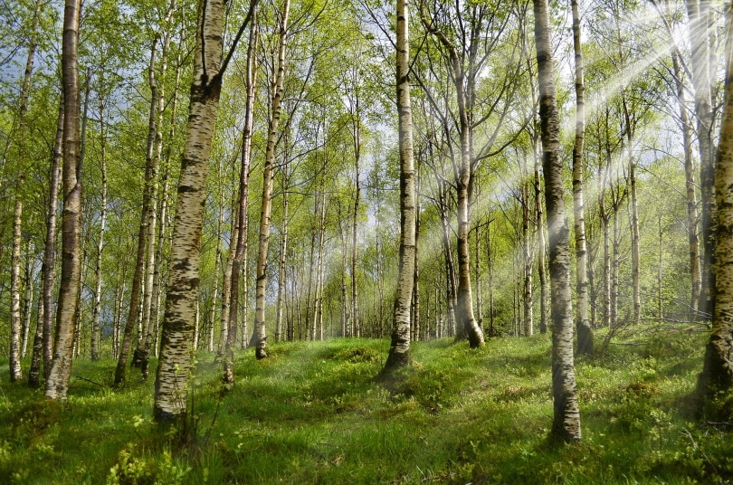 25 Different Types Of Hardwood Trees With Pictures House Grail