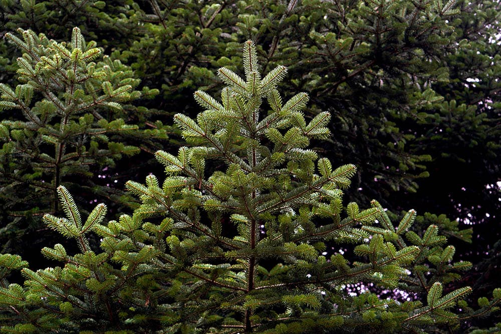 black spruce close up