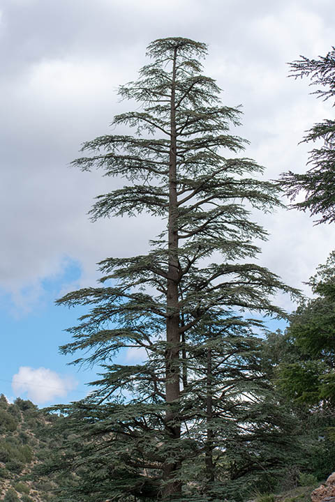 different types of cedar trees