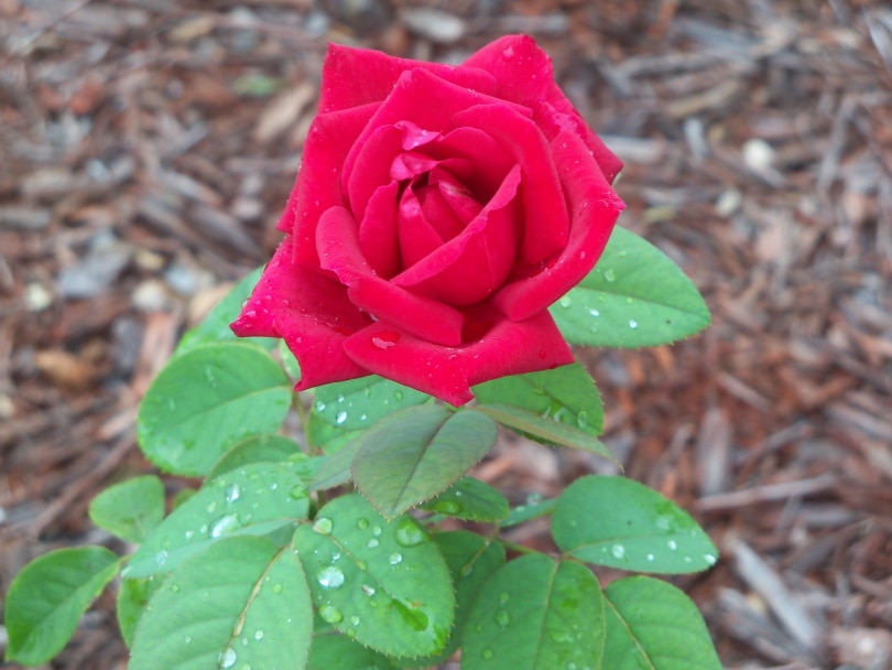 18-types-of-red-roses-with-pictures-house-grail