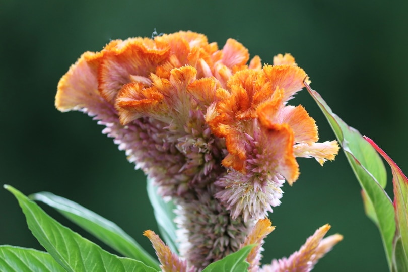 cockscomb flower