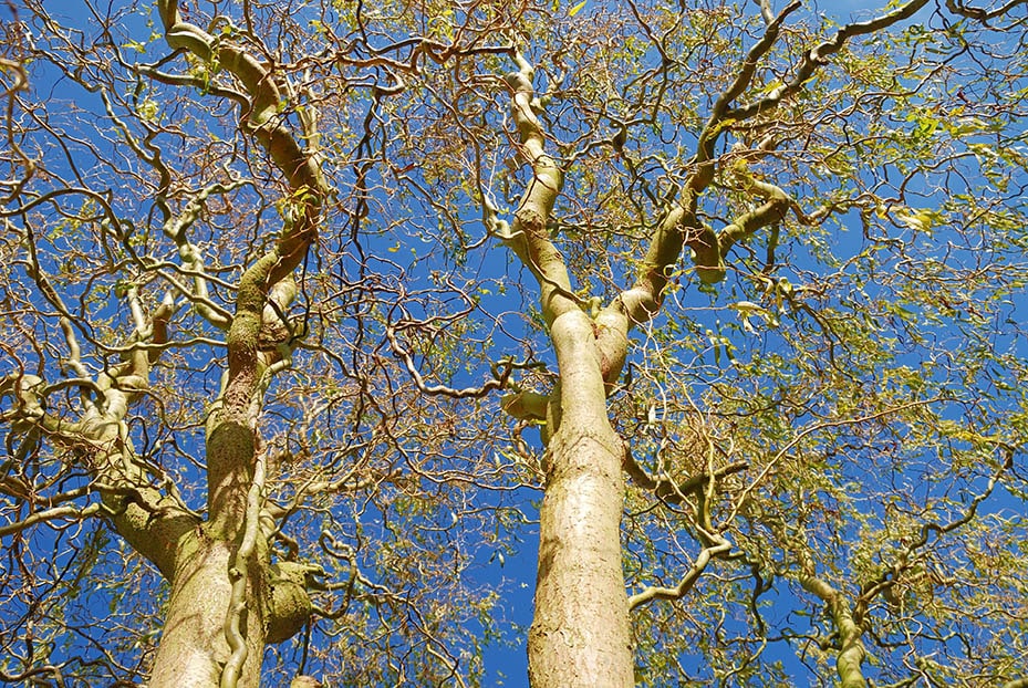 corkscrew willow