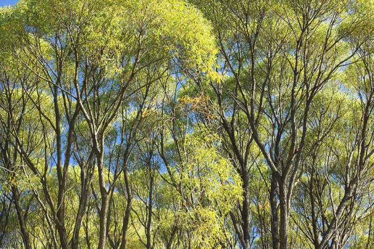 25 Different Types of Hardwood Trees (With Pictures) House Grail